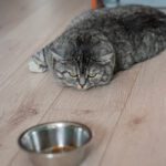 Cat Not Eating 10 Probable Reasons Why
