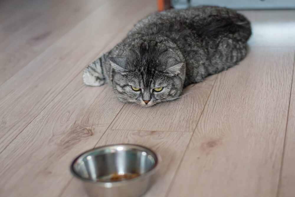 CatNotEating10ProbableReasonsWhy Total Vet Cat Not Eating 10 Probable Reasons Why