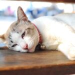 Cat Seizure