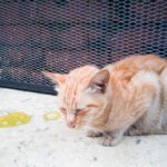 Cat Vomiting