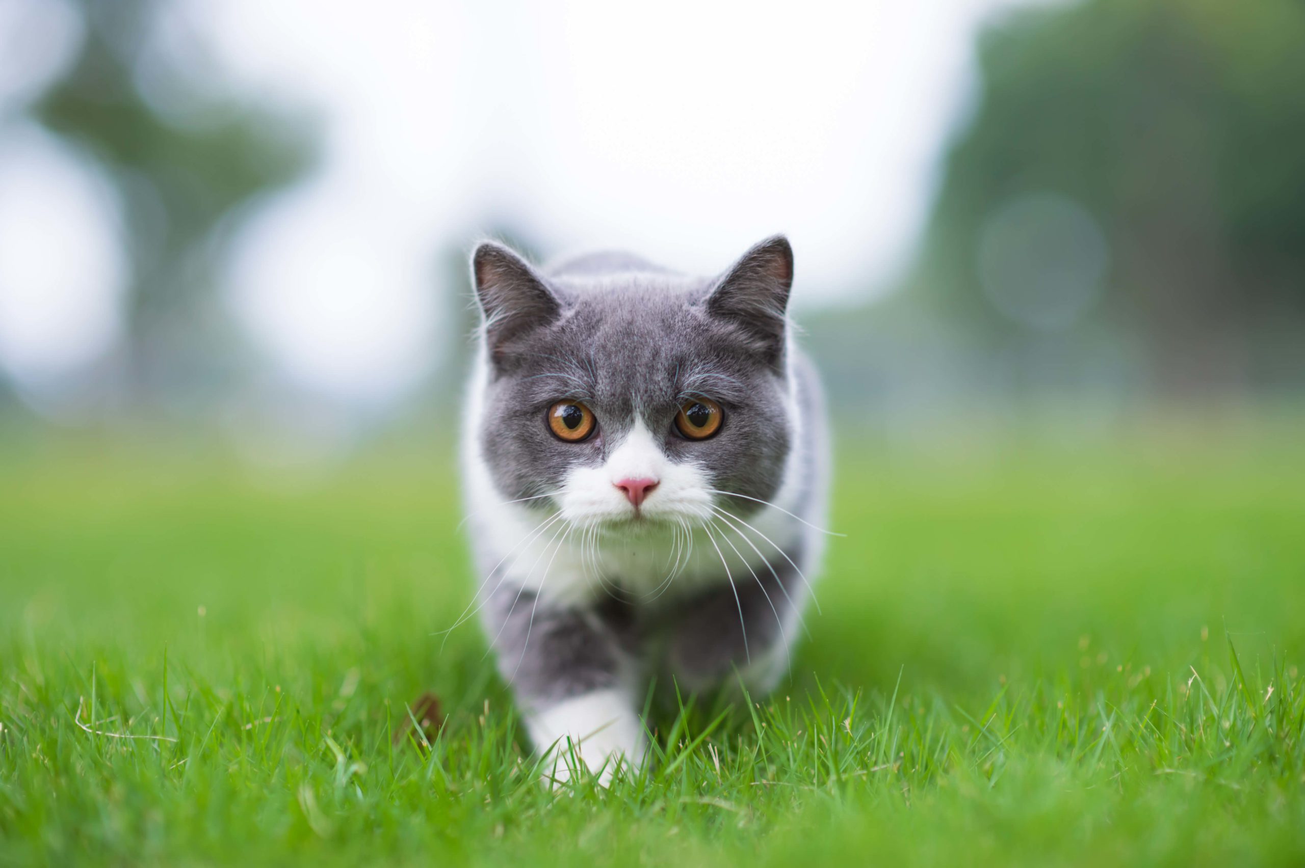 cat walking seriously