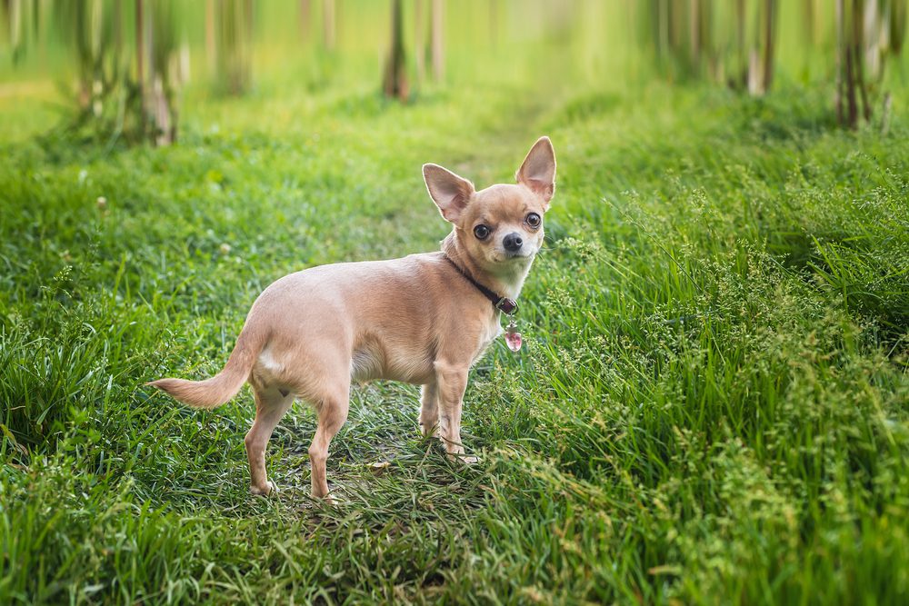 Total Vet Chihuahua