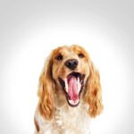 Dog smiling