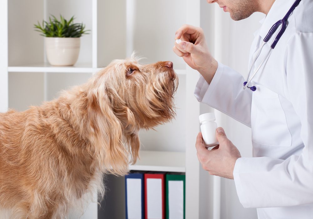 Total Vet Deramaxx Dosage for Dogs