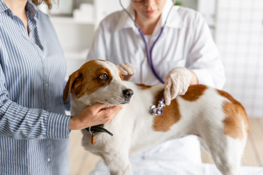 Total Vet Diagnosing Dog Lipoma