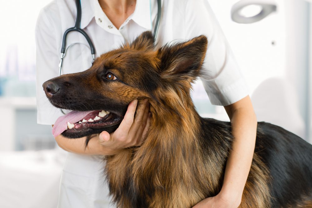 Total Vet Diagnosing Intestinal Cancer in Dogs