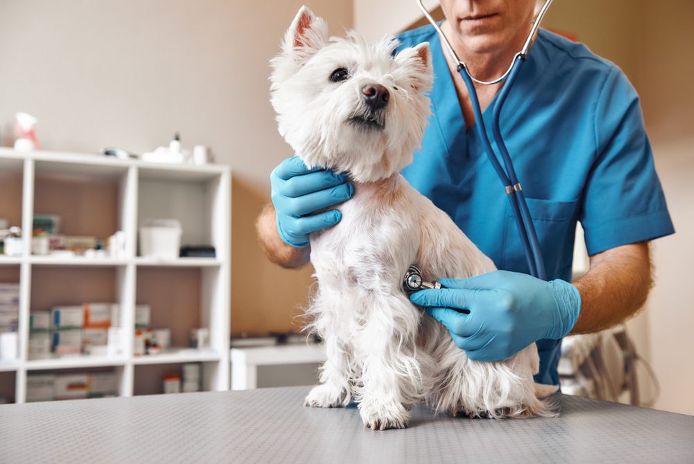 Total Vet Diagnosing Stomach Cancer in Dogs