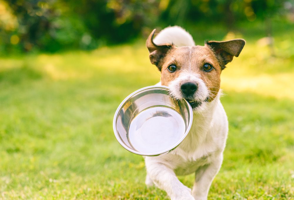 Digestive Enzymes For Dogs