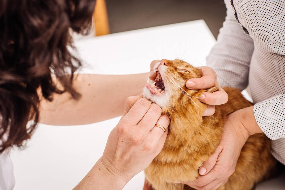 Total Vet Do Cats Need Dental Cleaning