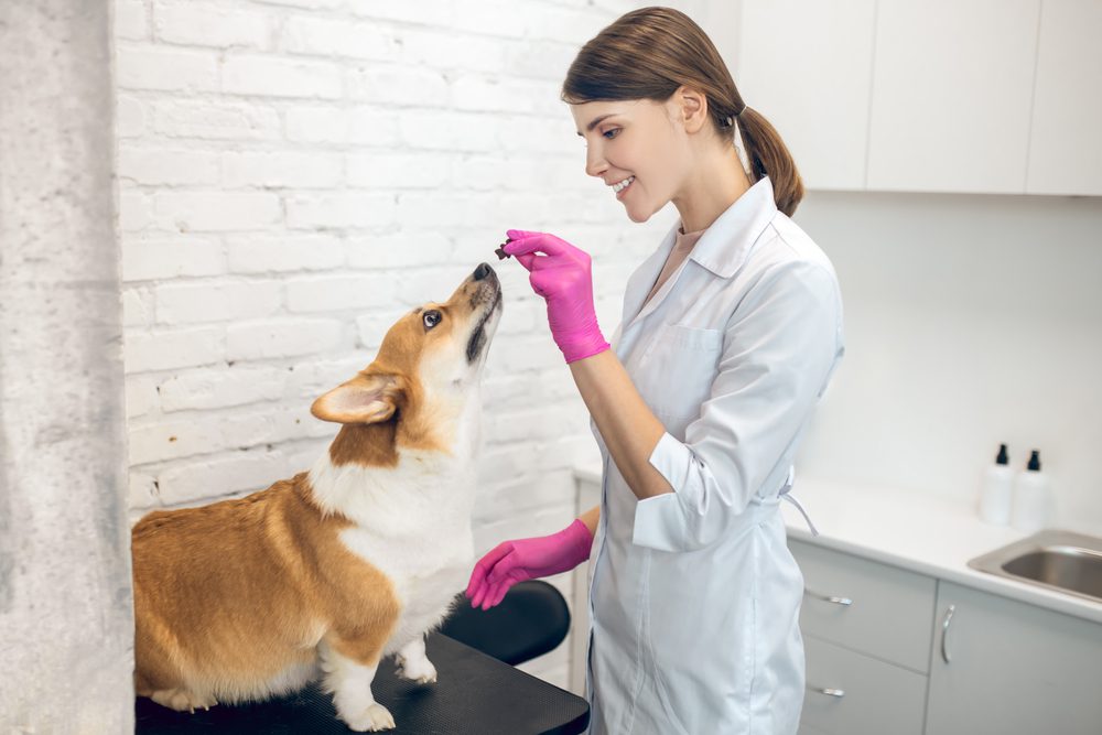 Total Vet Do Vets Recommend Purina Pro Plan