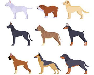 TheBest6DogRampforHighBedsReviewsTopPicksandBenefitsMain580x3401 Total Vet Dog DNA Test Breed Determination