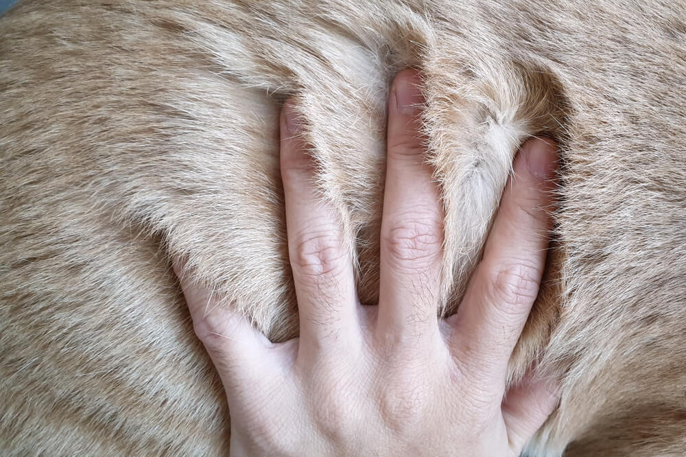 DogDandruffADefinitiveGuidetoCausesSymptomsandTreatments Total Vet Dog Dandruff