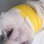 dog ear bleeding
