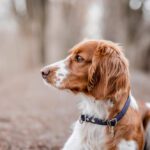 dog eye