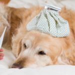 dog fever