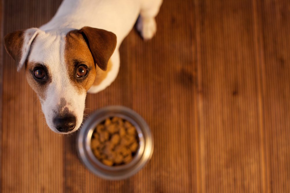 Total Vet Dog Food Allergies