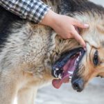 dog grinding teeth