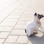 Dog Itching
