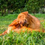 Dog Itchy Ears