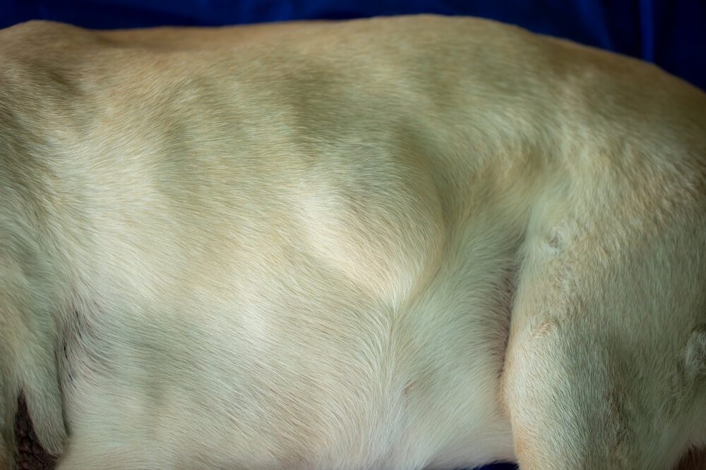 DogLipomaAGuideforConcernedPetParents Total Vet Dog Lipoma