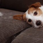 Dog Shedding