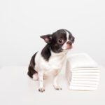 Dog Upset Stomach