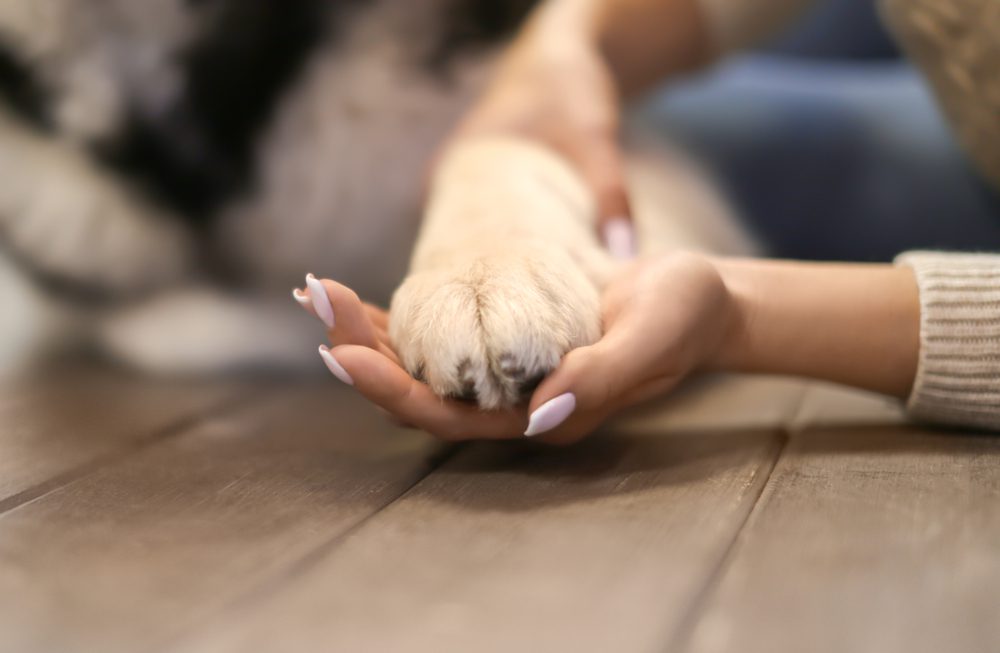 Total Vet Dogs Licking Paws