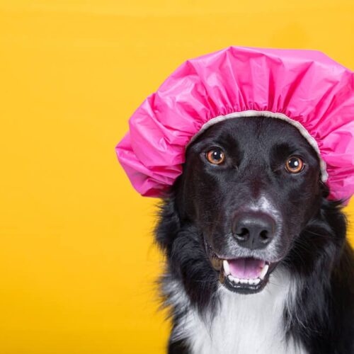 Dry Shampoo For Dogs
