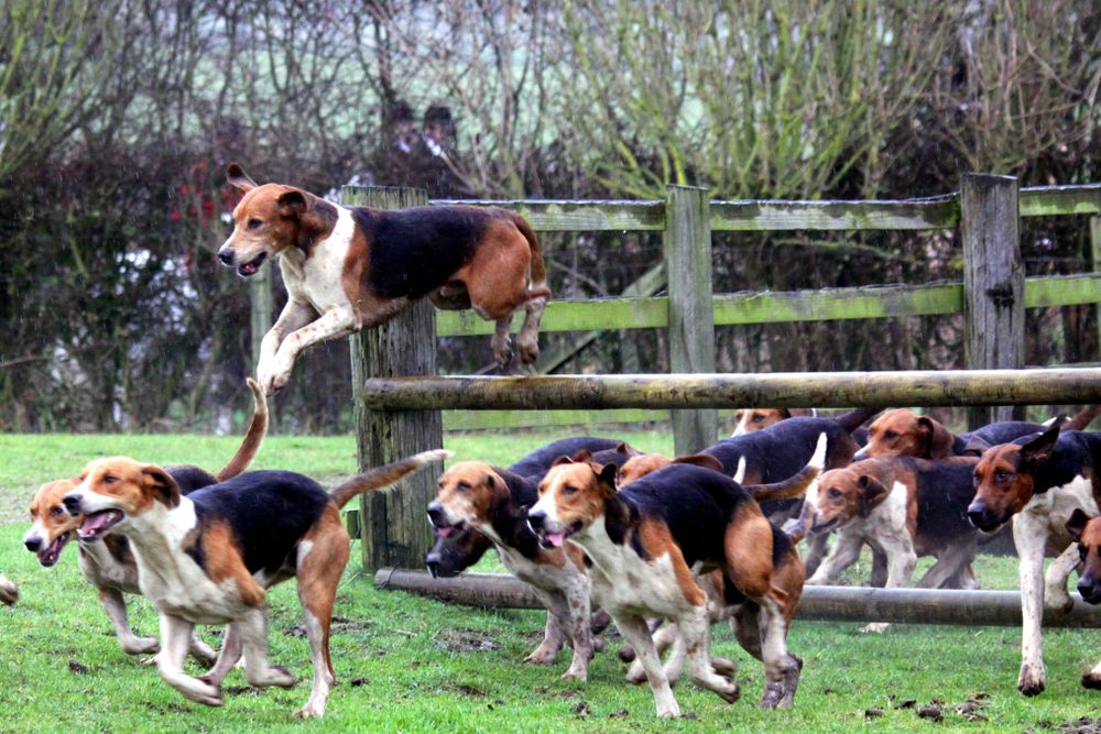 Total Vet english foxhound