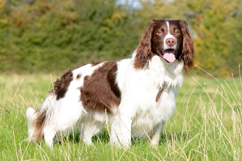 Total Vet English Springer Spaniel