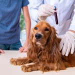 embark dog dna test