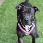 Dog wearing pet collar camera