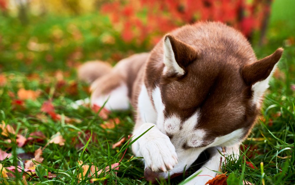 APensiveSadDogShylyHidesHisNoseLiesOn Total Vet Flea and Tick Treatment for Dogs