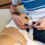 Free Dog DNA Test