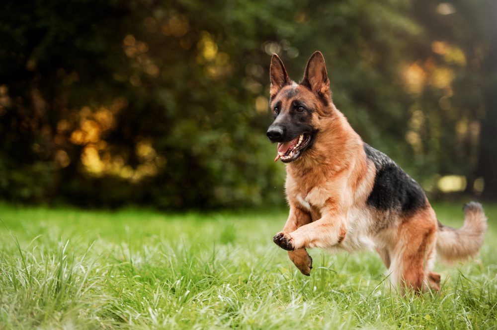 Total Vet German Shepherd