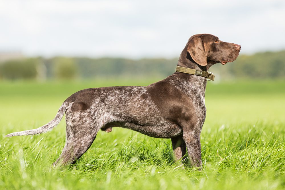 Total Vet German Shorthaired Pointer
