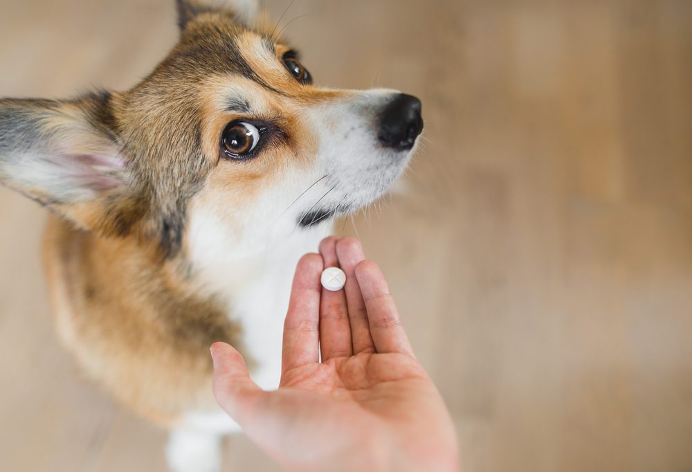Four Leaf Rover Healthy Organ Products Total Vet giving your dog amoxicillin