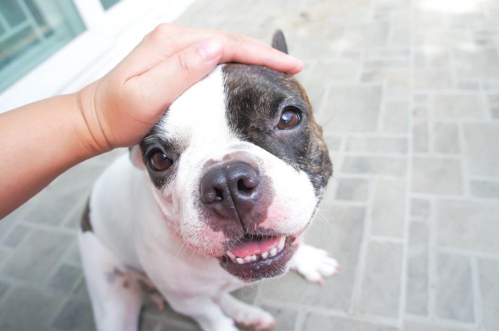 Total Vet Giving your dog clavomox