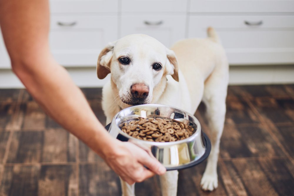 The 1 Rated CBD Oil and Treats For Dogs | Honest Paws Total Vet Giving your dog immodium