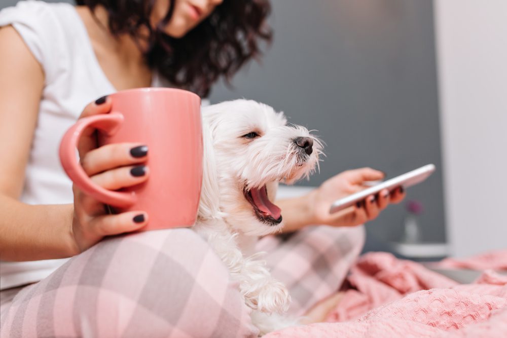 giving your dog melatonin