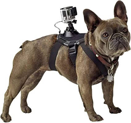 Total Vet GoPro Fetch Dog Harness