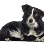 Goats Milk for Dogs