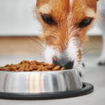Health Extension Dog Food