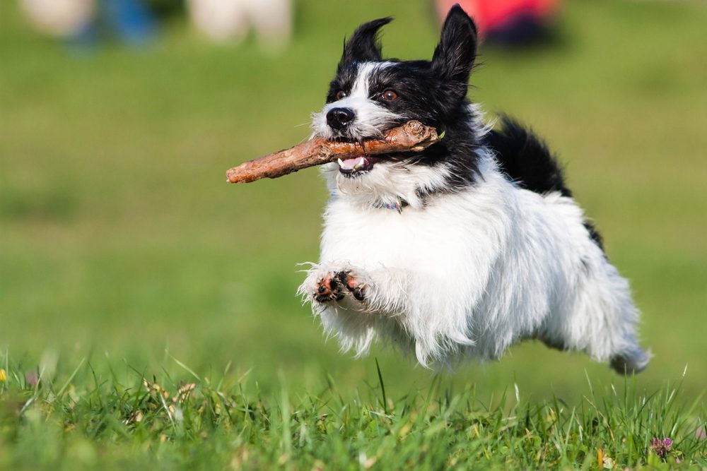 Total Vet Antioxidants need to be supplied by the diet or in supplement form Health Benefits of Turkey Tail Mushroom