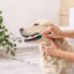 homemade dog toothpaste