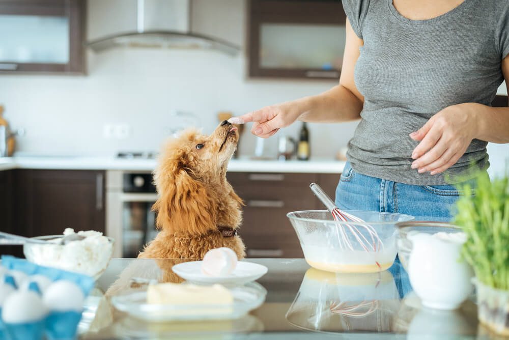 HomemadeProbioticsForDogsTheirBenefitsHowtoMakeYourOwn Total Vet homemade probiotics for dogs