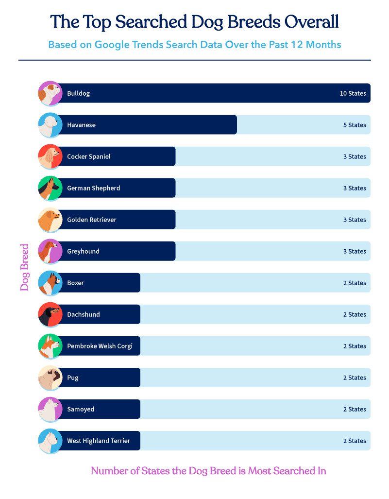bar chart of the most popular dog breeds overall