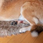 Hot Spots on Dogs