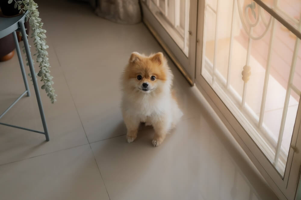 Total Vet How Can I Prevent Puppy Separation Anxiety