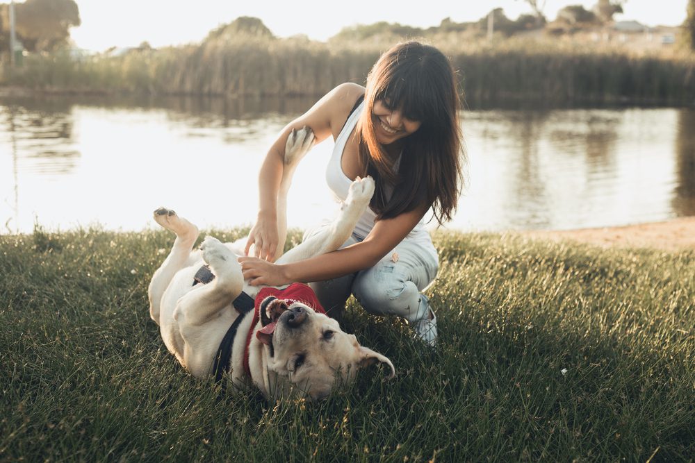 Total Vet How Long Does a Dog Live with Lymphoma
